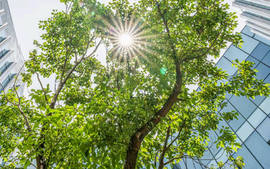 Why Sustainability Fails at Execution